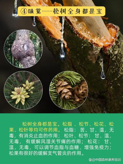 松木的力量：解读植物的坚韧与蓬勃活力