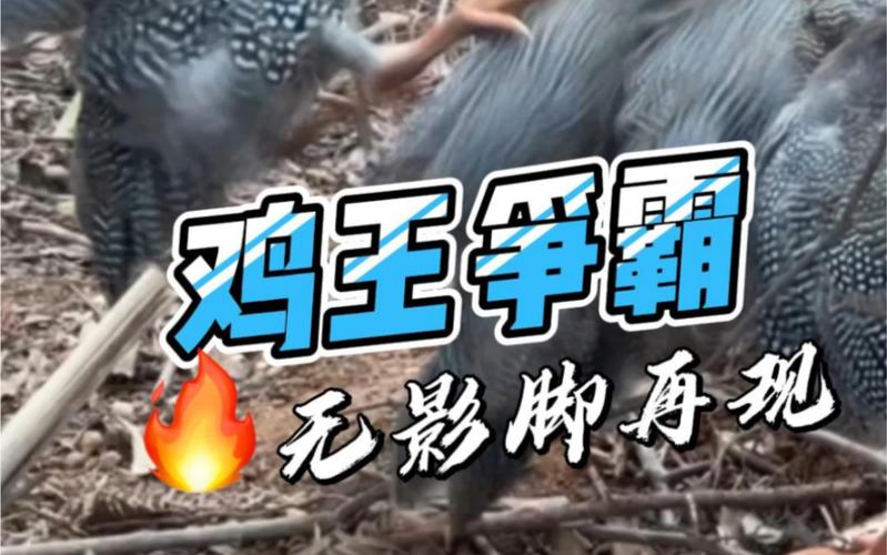 回顾鸡王杯：一部被遗忘的经典之作