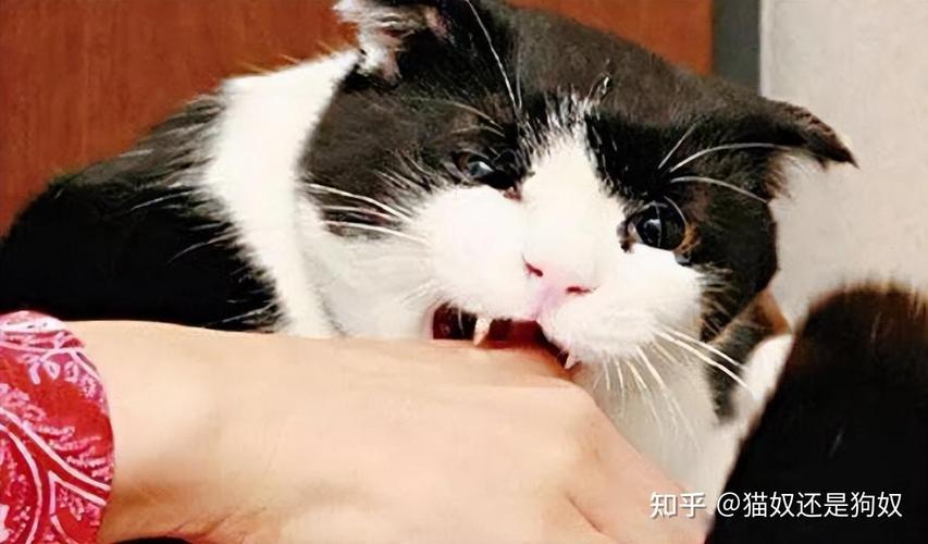 疯猫版本大全：你想知道的都在这儿，快来看！