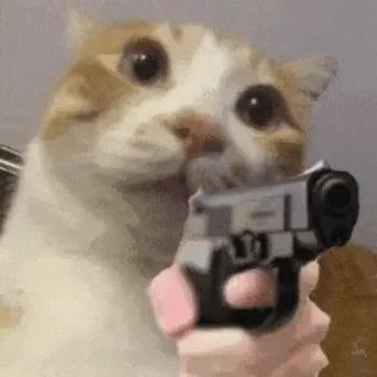 疯猫版本大全：你想知道的都在这儿，快来看！