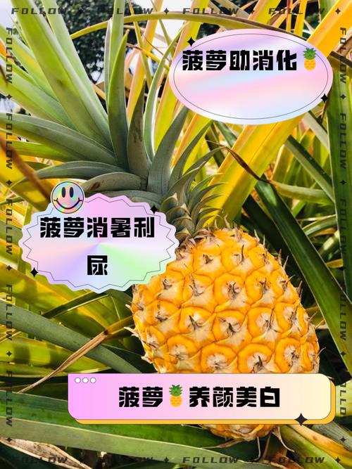 菠萝视频app下载:好用吗?用户真实评价分享!