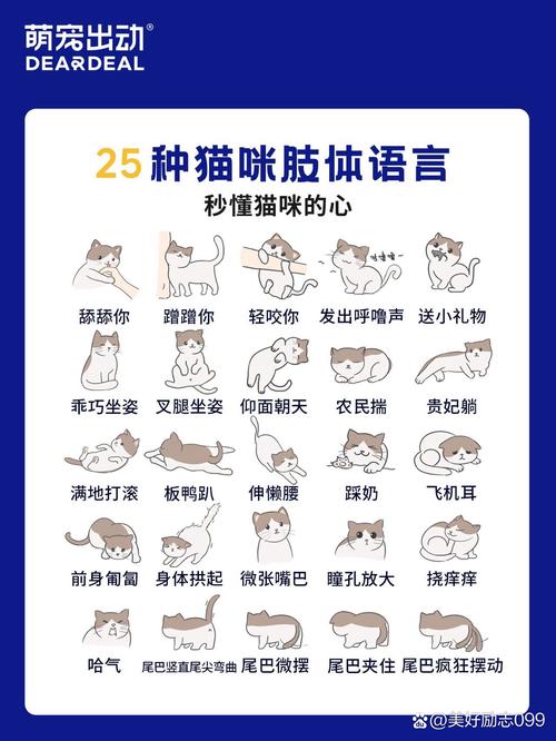 当你的猫咪下载地址及游戏玩法介绍,新手必看