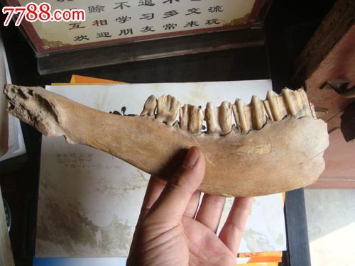 WOW怀旧服诺森德鹿牙获取攻略，快速获得鹿牙材料！