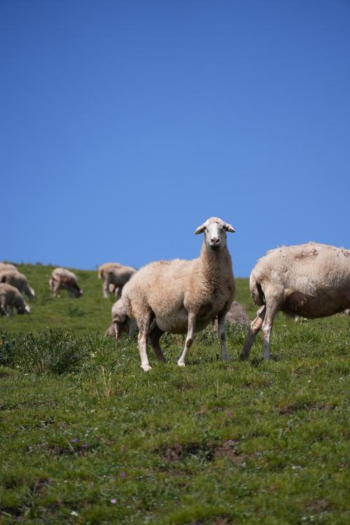 快速下载青青草原，几步搞定！
