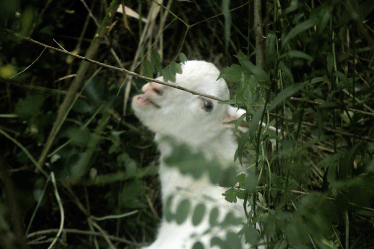 斯拉特福德内有小羊在哪下载？手机版下载地址推荐