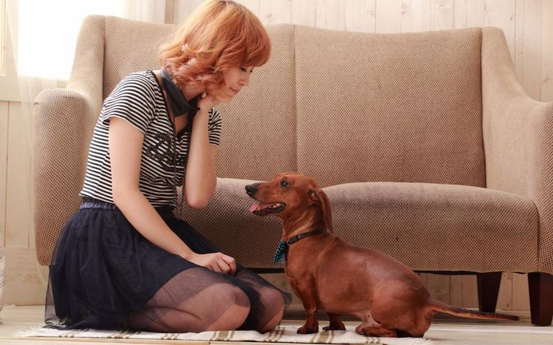 人狗情未了如何下载？高清完整版资源分享