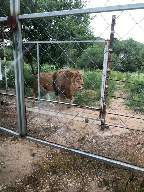 蓝宝石野生动物园官方网站：便捷购票，开启奇妙旅程