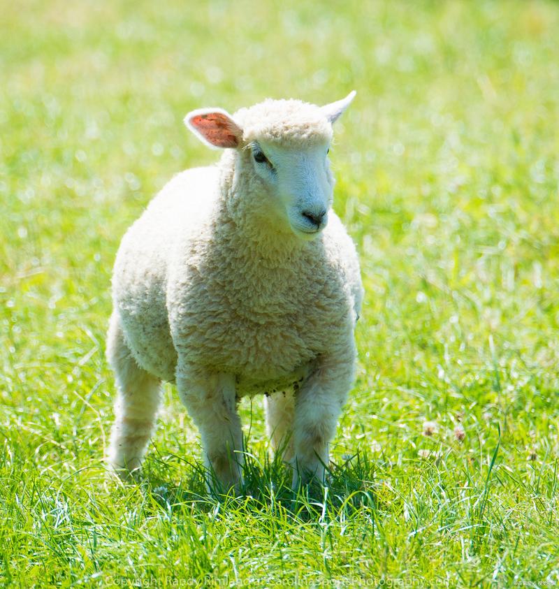 斯拉特福德内有小羊在哪下载？手机版下载地址推荐