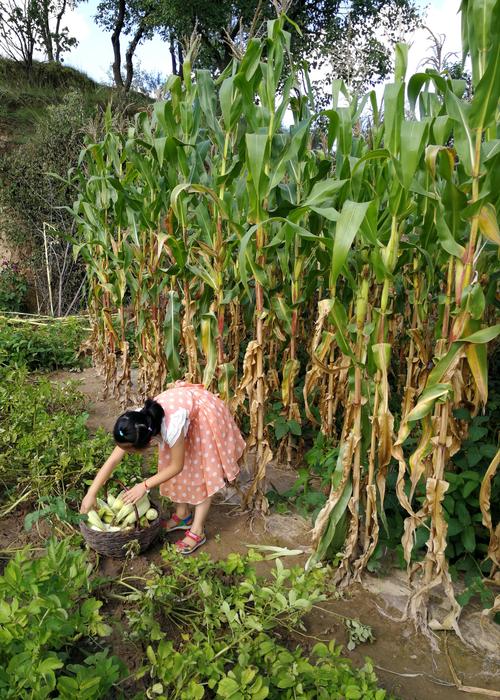 你想知道的乡村生活的快乐暑假汉化版最新更新都在这里！