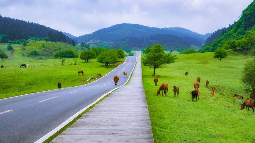 快速下载青青草原，几步搞定！