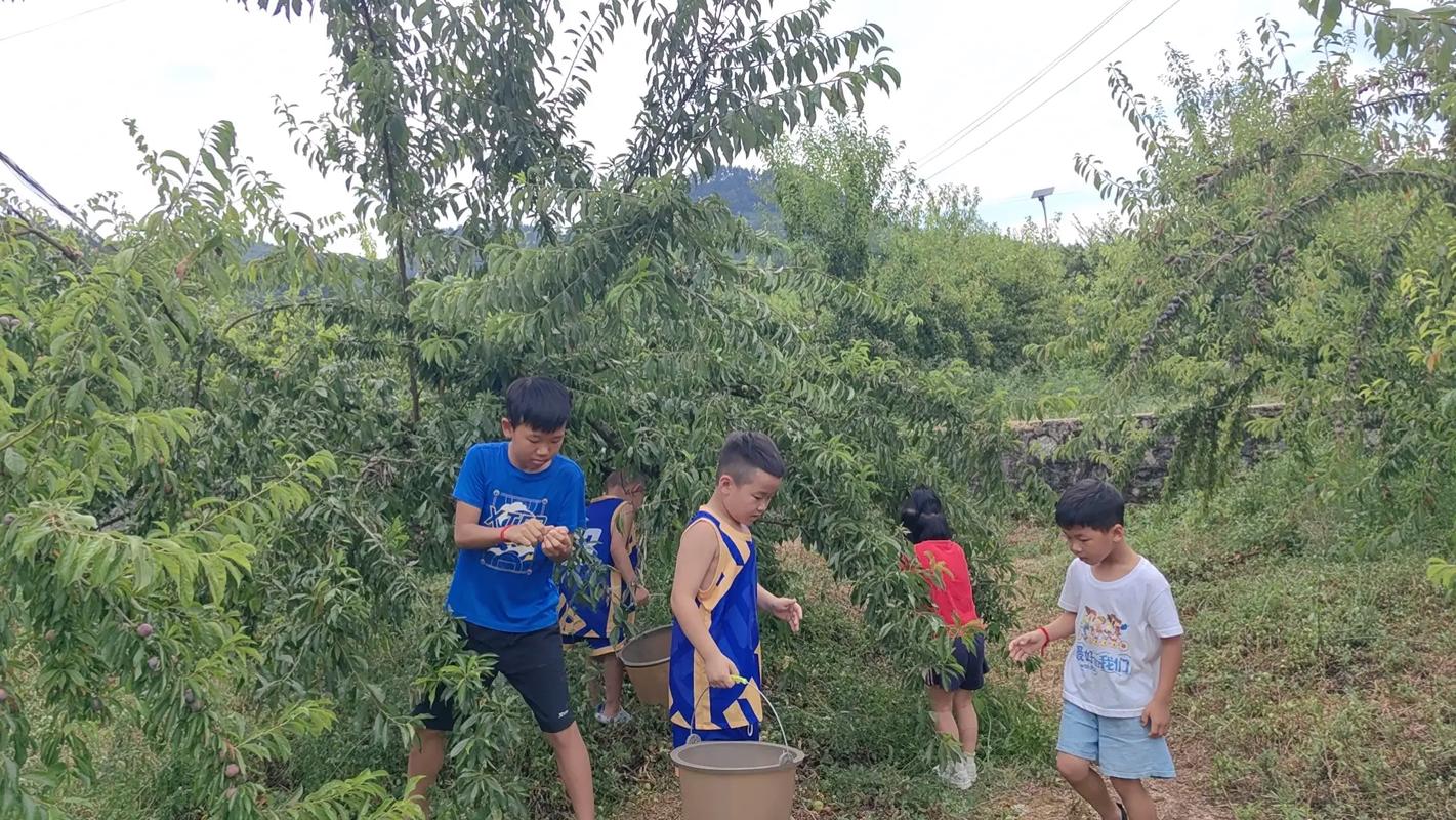 暑假必玩:乡村生活的快乐游戏,体验田园乐趣