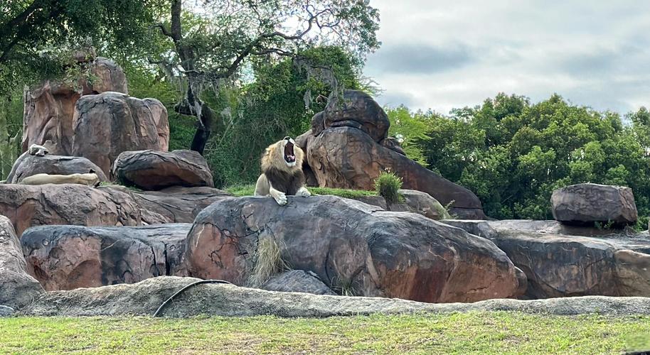 蓝宝石野生动物园官方网站：便捷购票，开启奇妙旅程