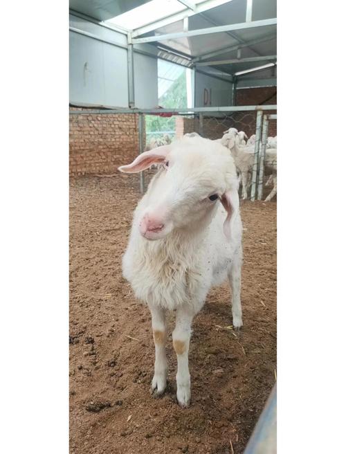 斯拉特福德内有小羊在哪下载？手机版下载地址推荐