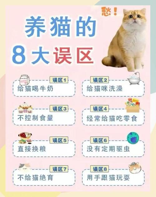 当你的猫咪安卓版攻略:新手小白也能轻松上手