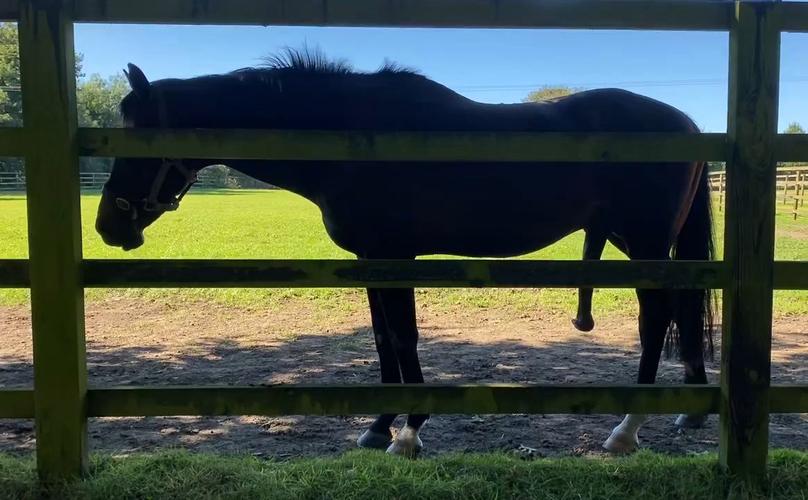 种马V0.11最新更新内容：全新玩法等你来体验