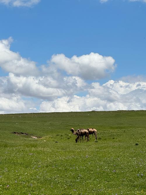 安卓青青草原游戏：轻松经营你的草原