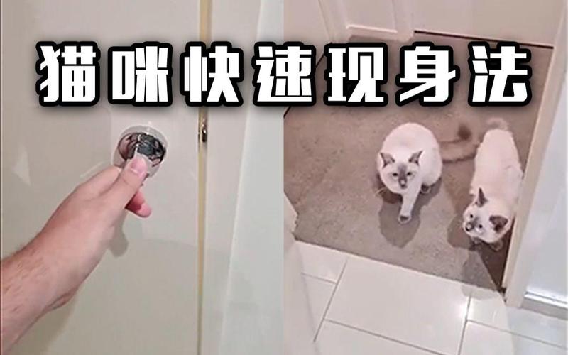 当你的猫咪更新地址在哪？最新下载方法分享