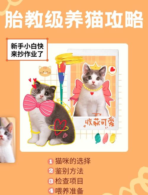 当你的猫咪安卓版攻略:新手小白也能轻松上手