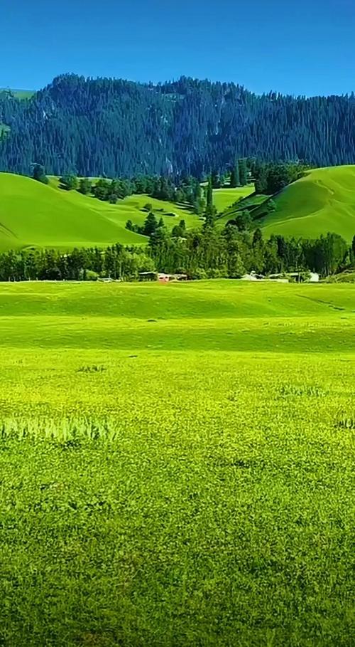 最新版青青草原官方正式版下载:高清画面流畅体验