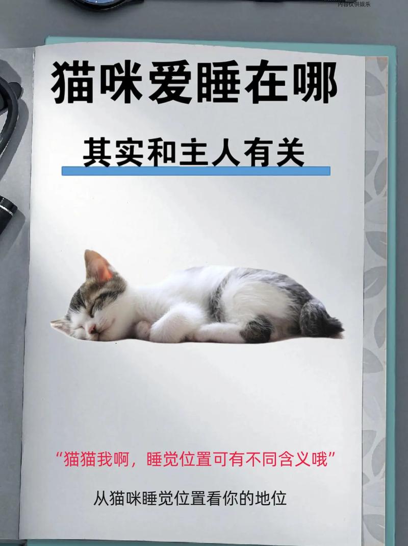 当你的猫咪更新地址在哪？最新下载方法分享