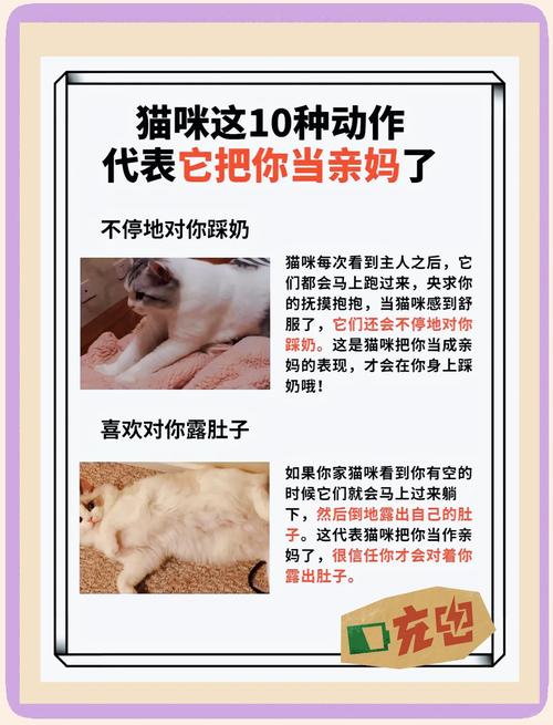 当你的猫咪更新地址在哪？最新下载方法分享