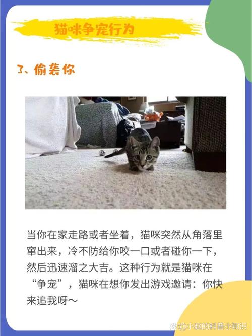 当你的猫咪更新地址在哪？最新下载方法分享