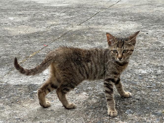 野猫在哪下载最新版(2024获取方法大全)