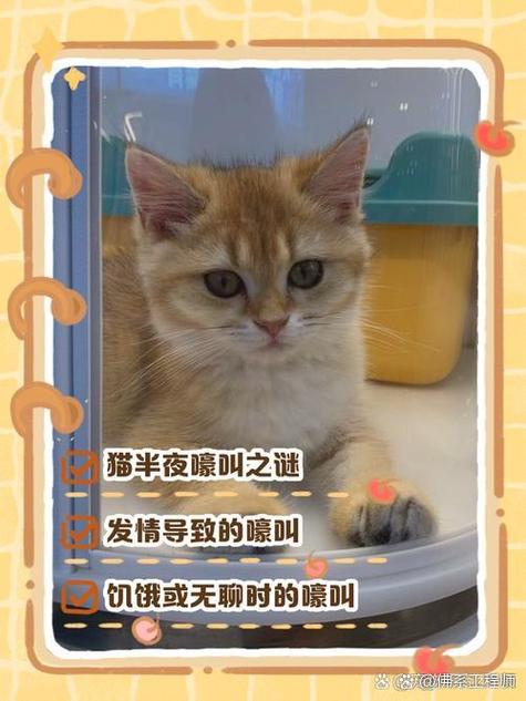 深夜最新版本是多少？老用户教你辨别官方最新版